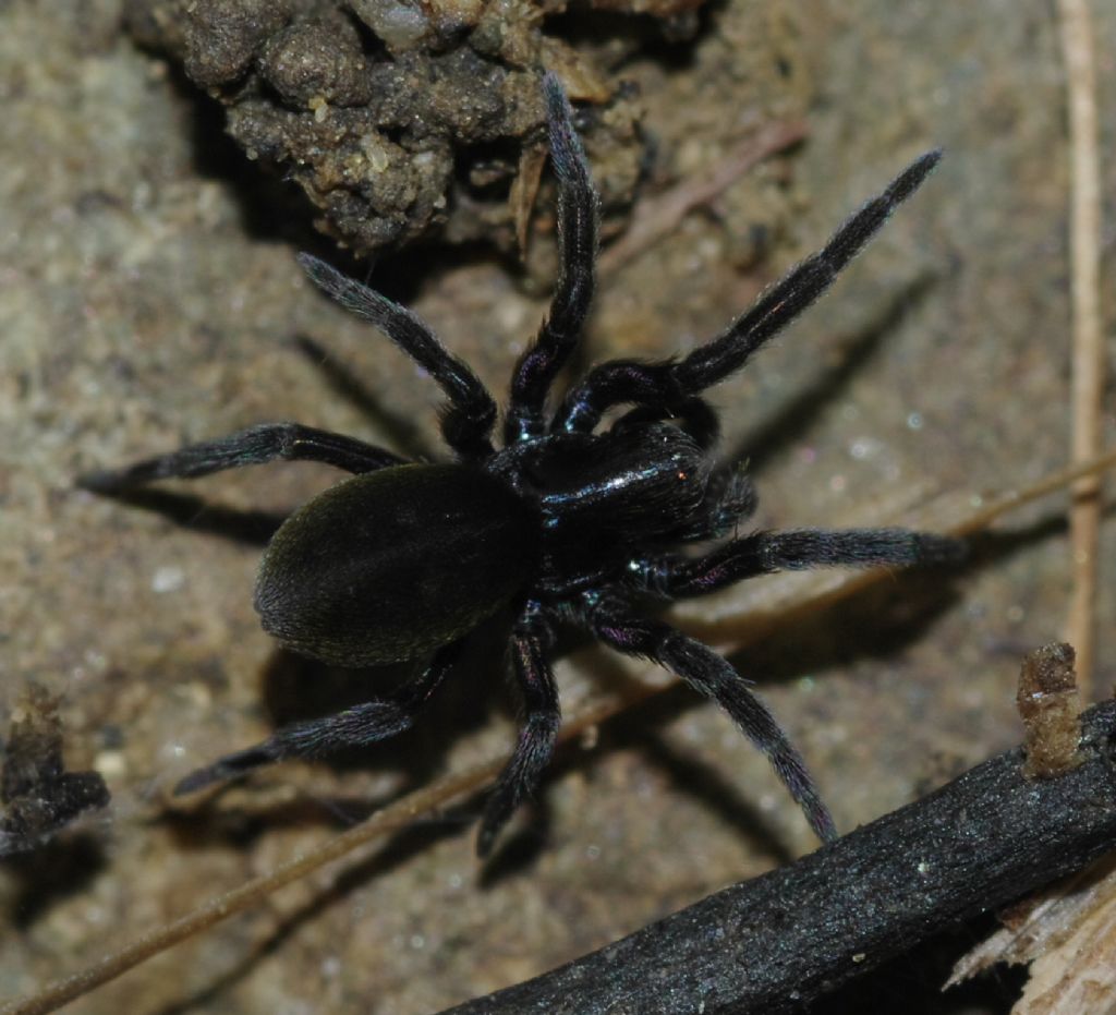Titanoeca sp. - Arcavacata di Rende (CS)